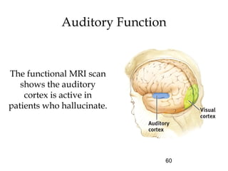 60
Auditory Function
The functional MRI scan
shows the auditory
cortex is active in
patients who hallucinate.
 