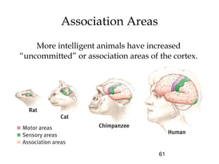 61
More intelligent animals have increased
“uncommitted” or association areas of the cortex.
Association Areas
 