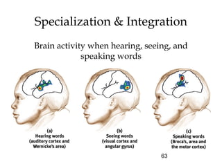 63
Specialization & Integration
Brain activity when hearing, seeing, and
speaking words
 