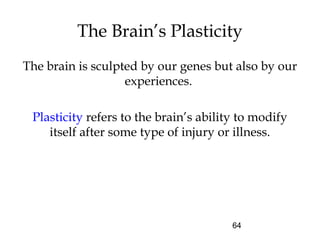 64
The brain is sculpted by our genes but also by our
experiences.
Plasticity refers to the brain’s ability to modify
itself after some type of injury or illness.
The Brain’s Plasticity
 