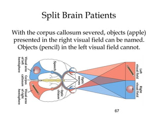 67
Split Brain Patients
With the corpus callosum severed, objects (apple)
presented in the right visual field can be named.
Objects (pencil) in the left visual field cannot.
 