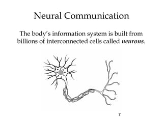 7
Neural Communication
The body’s information system is built from
billions of interconnected cells called neurons.
 