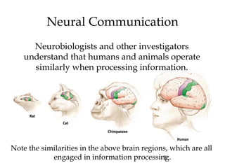9
Neural Communication
Note the similarities in the above brain regions, which are all
engaged in information processing.
Neurobiologists and other investigators
understand that humans and animals operate
similarly when processing information.
 