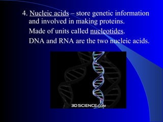   4.  Nucleic acids  – store genetic information    and involved in making proteins.   Made of units called  nucleotides .   DNA and RNA are the two nucleic acids. 