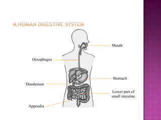 Mouth


  Oesophagus



               Stomach
Duodenum
               Lower part of
               small intestine

 Appendix
 