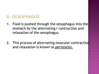 1. Food is pushed through the oesophagus into the
   stomach by the alternating r contraction and
   relaxation of the oesophagus.

2. This process of alternating muscular contraction
   and relaxation is known as peristalsis.
 