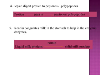 4. Pepsin digest protien to peptones / polypeptides

   Protien        pepsin         peptones/ polypeptides



5. Rennin coagulates milk in the stomach to help in the enzymic
   enzymes.


                            rennin
    Liquid milk protiens                 solid milk protiens
 