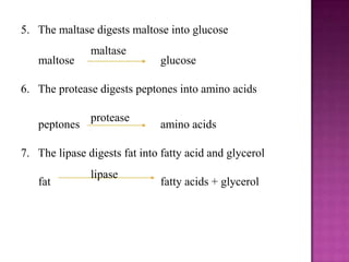5. The maltase digests maltose into glucose
               maltase
   maltose                    glucose

6. The protease digests peptones into amino acids

               protease
   peptones                   amino acids

7. The lipase digests fat into fatty acid and glycerol
               lipase
   fat                        fatty acids + glycerol
 