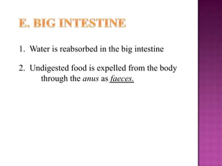 1. Water is reabsorbed in the big intestine

2. Undigested food is expelled from the body
     through the anus as faeces.
 