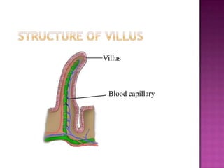 Villus



 Blood capillary
 