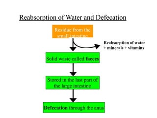 Reabsorption of Water and Defecation
            Residue from the
             small intestine
                                      Reabsorption of water
                                      + minerals + vitamins

         Solid waste called faeces



         Stored in the last part of
            the large intestine



        Defecation through the anus
 