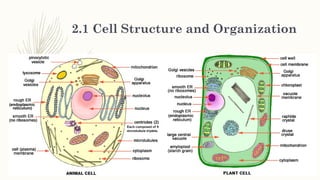 Chapter 2 Organisation of organisms.pptx