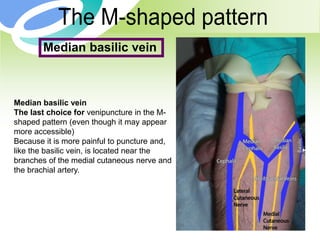 10
Median basilic vein
Median basilic vein
The last choice for venipuncture in the M-
shaped pattern (even though it may appear
more accessible)
Because it is more painful to puncture and,
like the basilic vein, is located near the
branches of the medial cutaneous nerve and
the brachial artery.
 