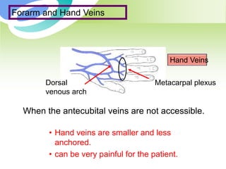 Dorsal
venous arch
Metacarpal plexus
Hand Veins
When the antecubital veins are not accessible.
• Hand veins are smaller and less
anchored.
• can be very painful for the patient.
Forarm and Hand Veins
 