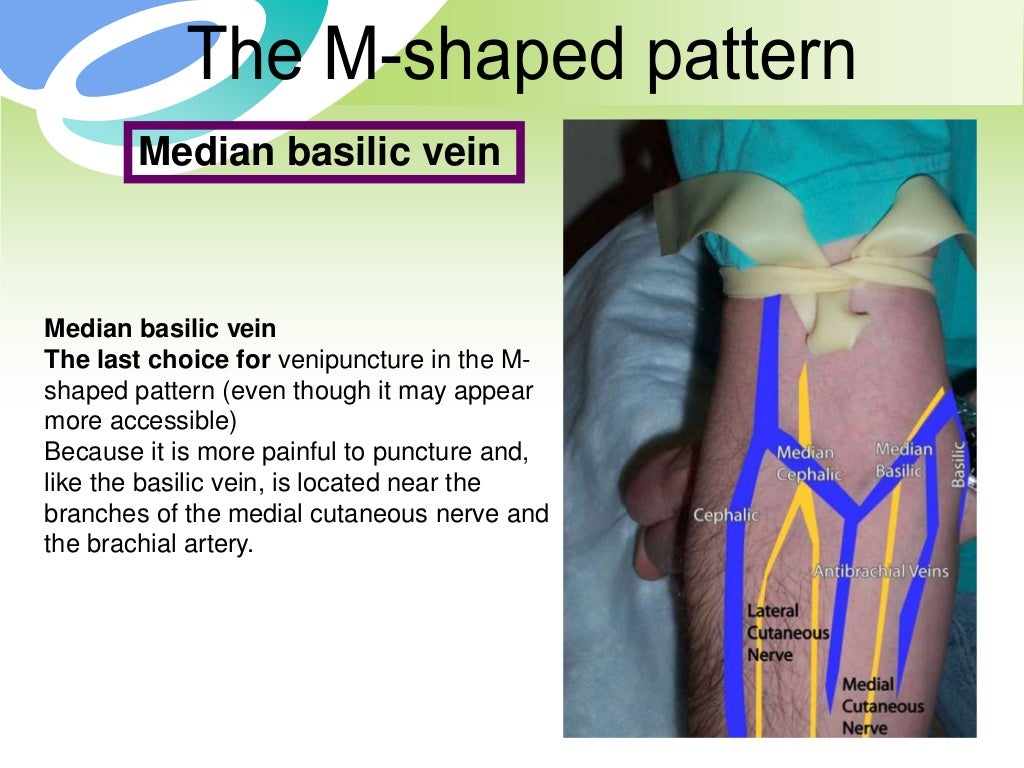 phlebotomy related vascular anatomy