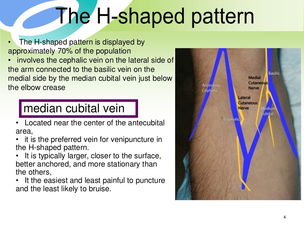 phlebotomy related vascular anatomy