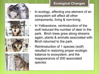 Glencoe Biology Chapter 2 Principles of Ecology | PPT