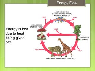 Glencoe Biology Chapter 2 Principles of Ecology | PPT