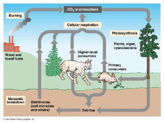 Glencoe Biology Chapter 2 Principles of Ecology | PPT