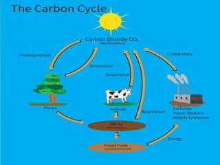 Glencoe Biology Chapter 2 Principles of Ecology | PPT