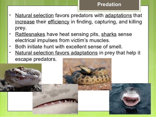 Natural Selection Black Armor Key Natural Selection Black Armor Key