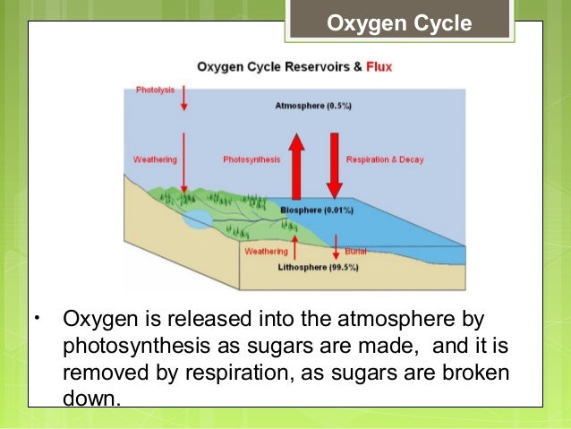 Principles Of Ecology Worksheet Answers