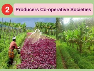 Producers Co-operative Societies
 