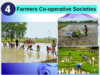 Farmers Co-operative Societies
 