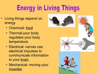 • Living things depend on
energy
• Chemical- food
• Thermal-your body
regulates your body
temperature
• Electrical- nerves use
electrical impulses to
communicate information
to your brain
• Mechanical- moving your
muscles

 