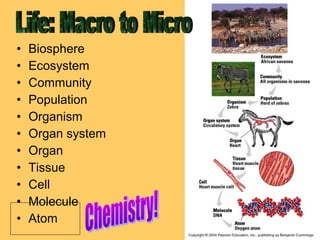 •
•
•
•
•
•
•
•
•
•
•

Biosphere
Ecosystem
Community
Population
Organism
Organ system
Organ
Tissue
Cell
Molecule
Atom

 
