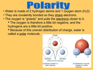 • Water is made of 2 hydrogen atoms and 1 oxygen atom (H20)
• They are covalently bonded so they share electrons.
• The oxygen is “greedy” and pulls the electrons closer to it.
 The oxygen is therefore a little bit negative, and the
hydrogens are a little bit positive.
 Because of this uneven distribution of charge, water is
called a polar molecule.

 