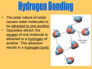 • The polar nature of water
causes water molecules to
be attracted to one another.
• Opposites attract: the
oxygen of one molecule is
attracted to a hydrogen of
another. This attraction
results in a hydrogen bond.

 