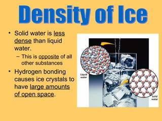 • Solid water is less
dense than liquid
water.
– This is opposite of all
other substances

• Hydrogen bonding
causes ice crystals to
have large amounts
of open space.

 