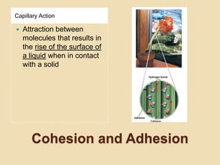 Capillary Action

   Attraction between
    molecules that results in
    the rise of the surface of
    a liquid when in contact
    with a solid




      Cohesion and Adhesion
 