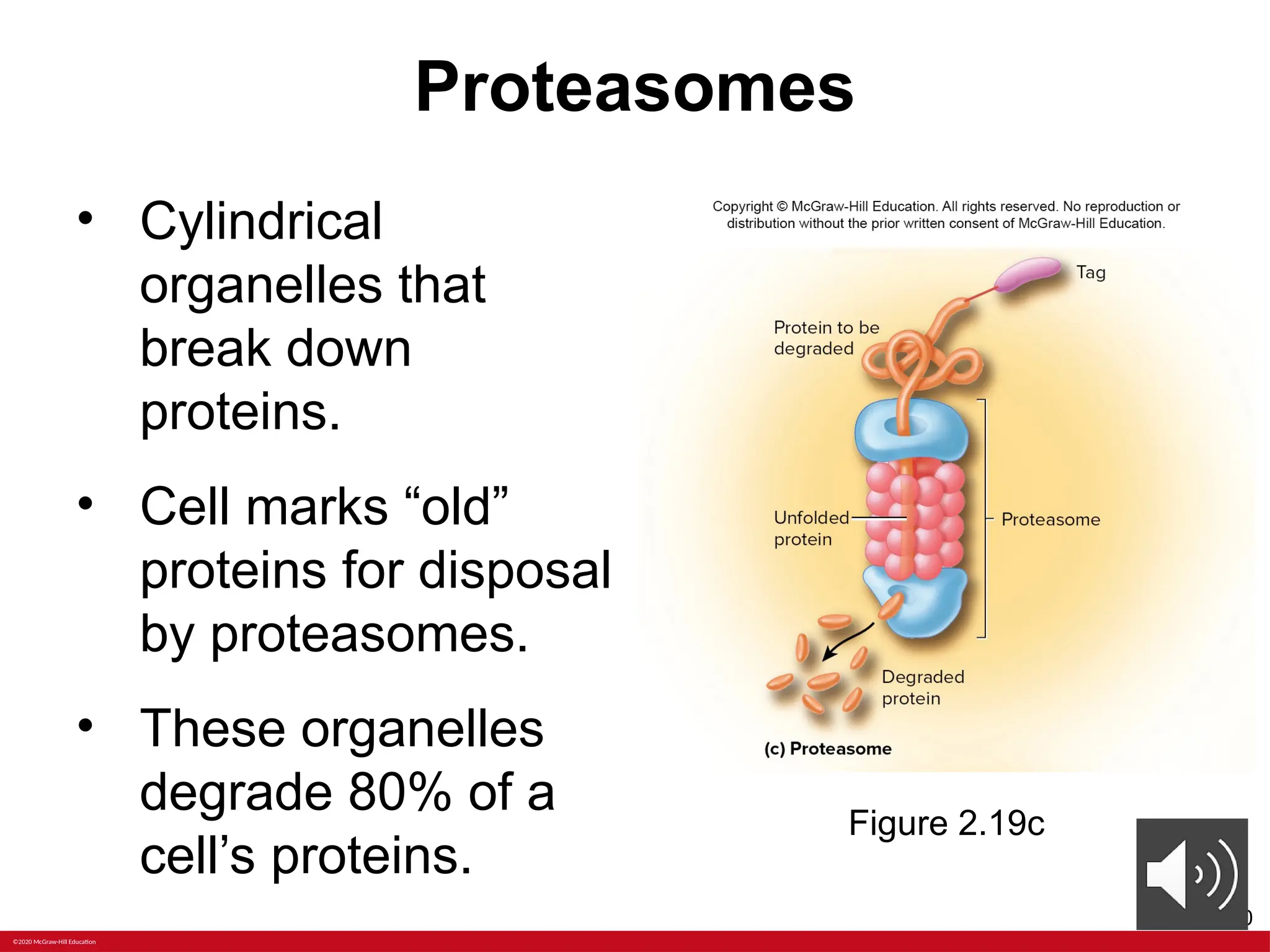 ANATOMY Chapter+2+PPT+with+voiceoers.pptx | Free Download