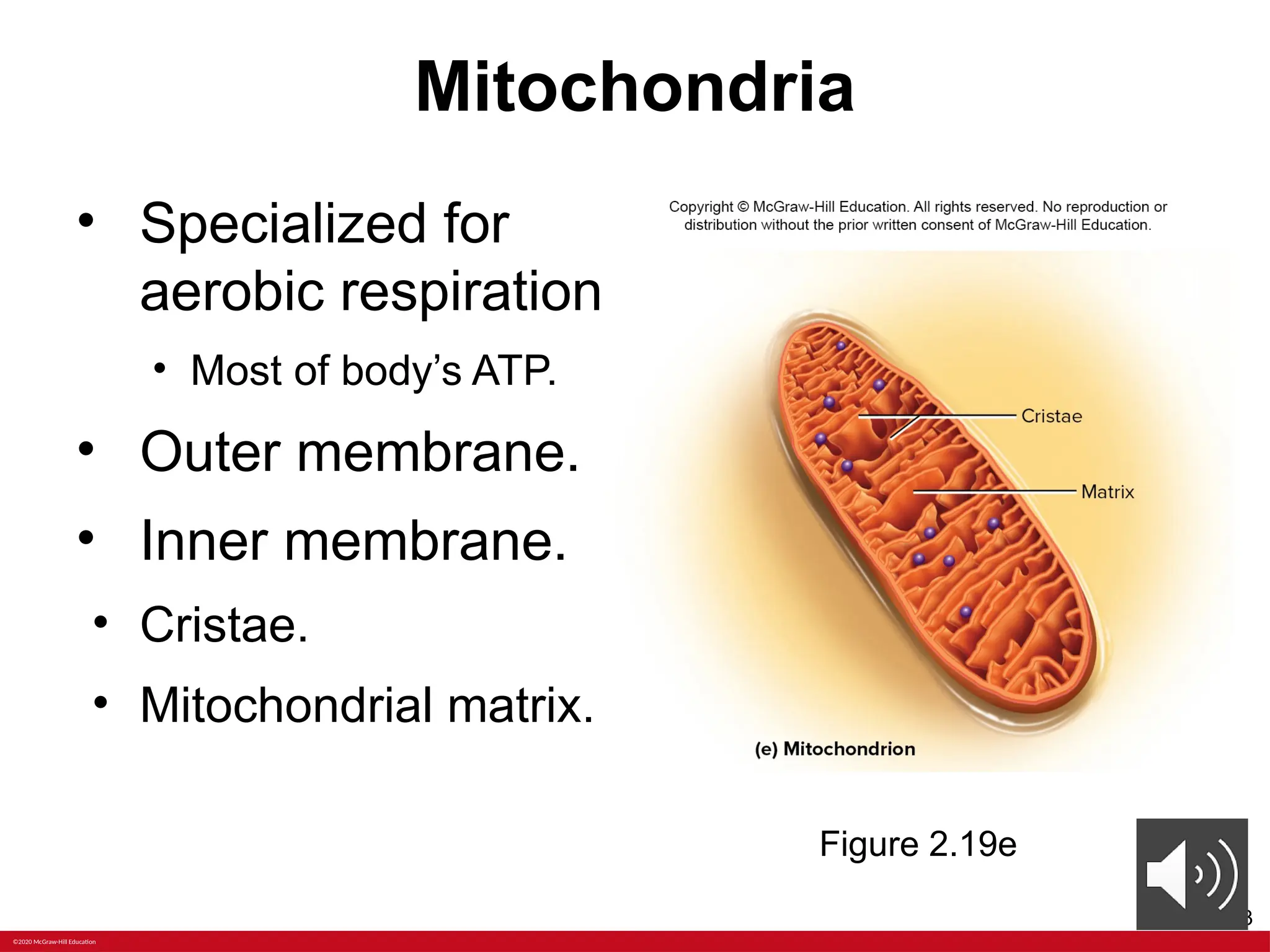 ANATOMY Chapter+2+PPT+with+voiceoers.pptx | Free Download