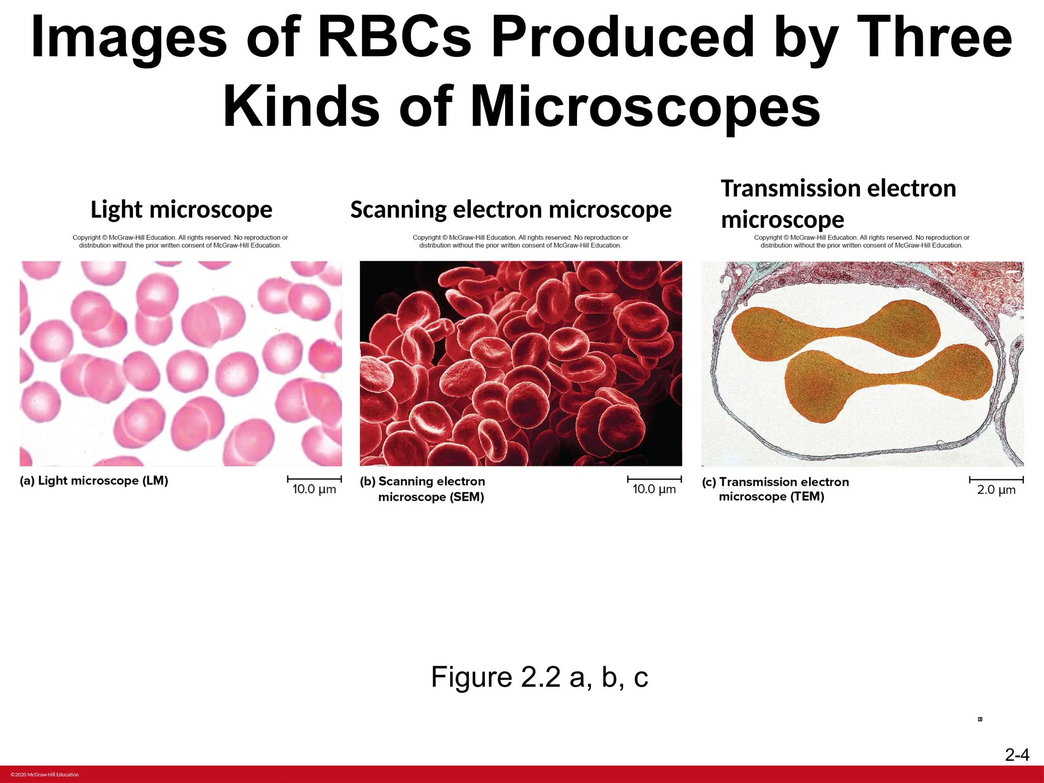 ANATOMY Chapter+2+PPT+with+voiceoers.pptx | Free Download