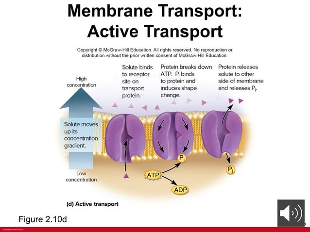 ANATOMY Chapter+2+PPT+with+voiceoers.pptx | Free Download