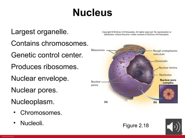 ANATOMY Chapter+2+PPT+with+voiceoers.pptx | Free Download