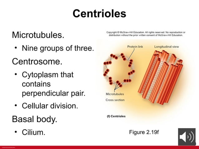 ANATOMY Chapter+2+PPT+with+voiceoers.pptx | Free Download