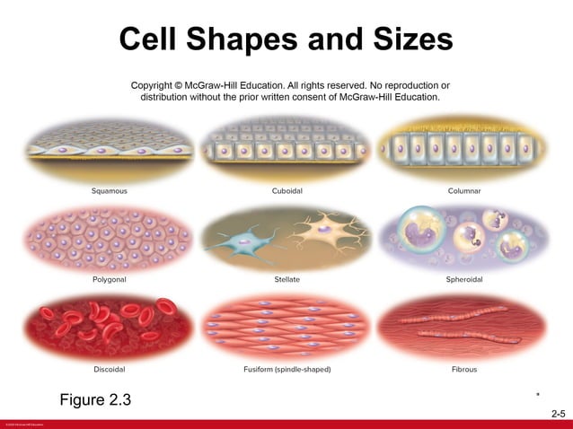 ANATOMY Chapter+2+PPT+with+voiceoers.pptx | Free Download