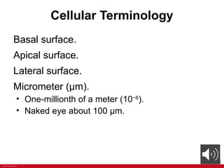 ANATOMY Chapter+2+PPT+with+voiceoers.pptx