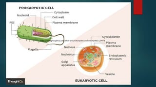 Chapter 2 Prokaryotic and Eukaryotic Cells | PPTX