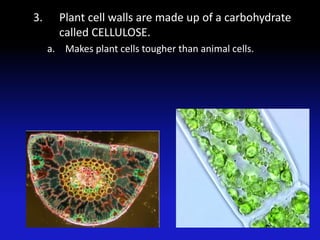 3.     Plant cell walls are made up of a carbohydrate
       called CELLULOSE.
     a. Makes plant cells tougher than animal cells.
 