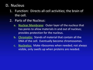 D. Nucleus
  1. Function: Directs all cell activities; the brain of
     the cell.
  2. Parts of the Nucleus:
    a. Nuclear Membrane: Outer layer of the nucleus that
       has pores to allow materials in and out of nucleus;
       provides protection for the nucleus.
    b. Chromatin: Stands of material that contain all the
       DNA of the cell. Eventually become chromosomes.
    c. Nucleolus: Make ribosomes when needed; not always
       visible, only swells up when proteins are needed.
 