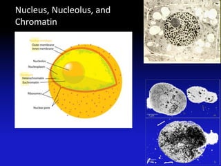 Nucleus, Nucleolus, and
Chromatin
 