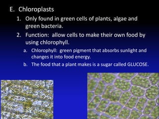 E. Chloroplasts
  1. Only found in green cells of plants, algae and
     green bacteria.
  2. Function: allow cells to make their own food by
     using chlorophyll.
    a. Chlorophyll: green pigment that absorbs sunlight and
       changes it into food energy.
    b. The food that a plant makes is a sugar called GLUCOSE.
 