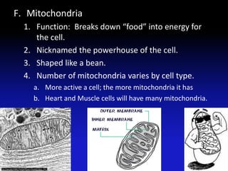 F. Mitochondria
  1. Function: Breaks down “food” into energy for
     the cell.
  2. Nicknamed the powerhouse of the cell.
  3. Shaped like a bean.
  4. Number of mitochondria varies by cell type.
    a. More active a cell; the more mitochondria it has
    b. Heart and Muscle cells will have many mitochondria.
 