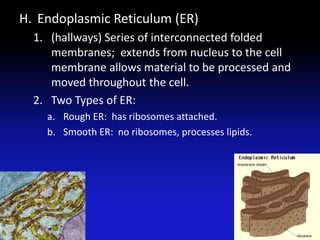 H. Endoplasmic Reticulum (ER)
  1. (hallways) Series of interconnected folded
     membranes; extends from nucleus to the cell
     membrane allows material to be processed and
     moved throughout the cell.
  2. Two Types of ER:
    a. Rough ER: has ribosomes attached.
    b. Smooth ER: no ribosomes, processes lipids.
 