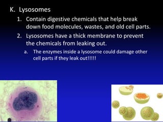K. Lysosomes
  1. Contain digestive chemicals that help break
     down food molecules, wastes, and old cell parts.
  2. Lysosomes have a thick membrane to prevent
     the chemicals from leaking out.
    a. The enzymes inside a lysosome could damage other
       cell parts if they leak out!!!!!
 